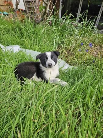 1 Female Border collie Puppy for sale in Crewe, Cheshire