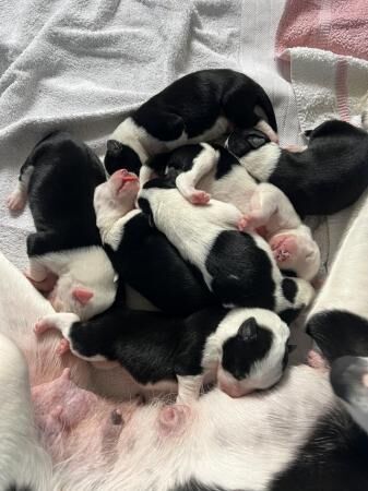 1 week old border collie puppies. Mixed litter for sale in Cottenham, Cambridgeshire
