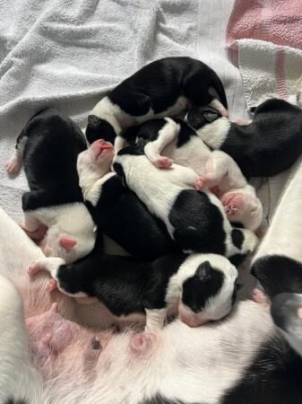 1 week old border collie puppies. Mixed litter for sale in Cottenham, Cambridgeshire - Image 1