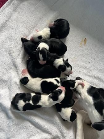 1 week old border collie puppies. Mixed litter for sale in Cottenham, Cambridgeshire - Image 2