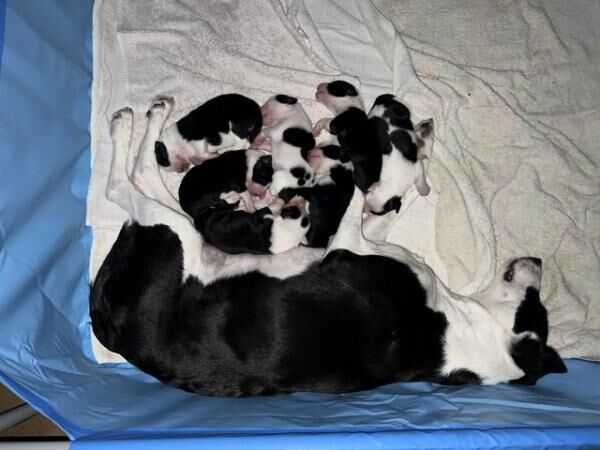 1 week old border collie puppies. Mixed litter for sale in Cottenham, Cambridgeshire - Image 3