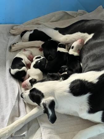 1 week old border collie puppies. Mixed litter for sale in Cottenham, Cambridgeshire - Image 4