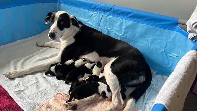 1 week old border collie puppies. Mixed litter for sale in Cottenham, Cambridgeshire - Image 5