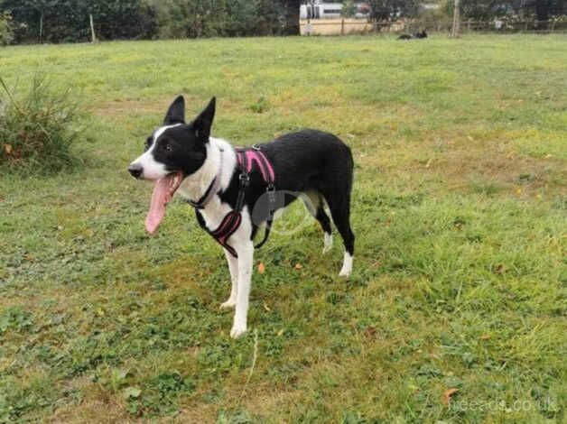 1 year old Border collie for sale in Crewe, Cheshire