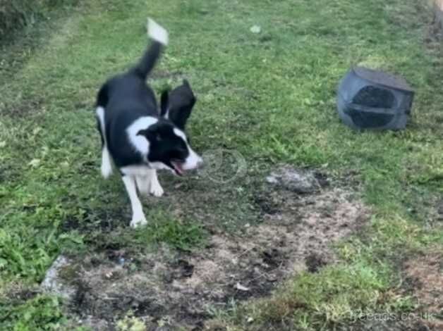 1 year old male registered collie for sale in Tredegar, Blaenau Gwent