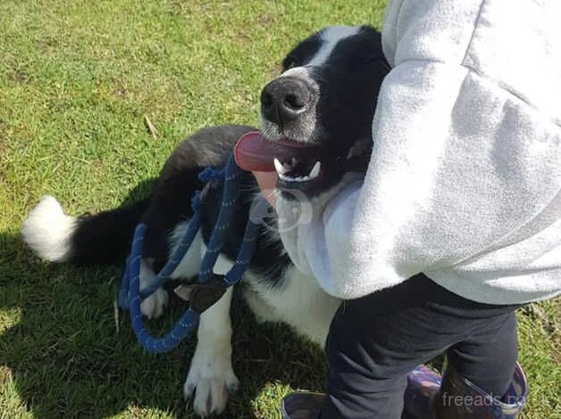 1 year old male registered collie for sale in Tredegar, Blaenau Gwent - Image 2