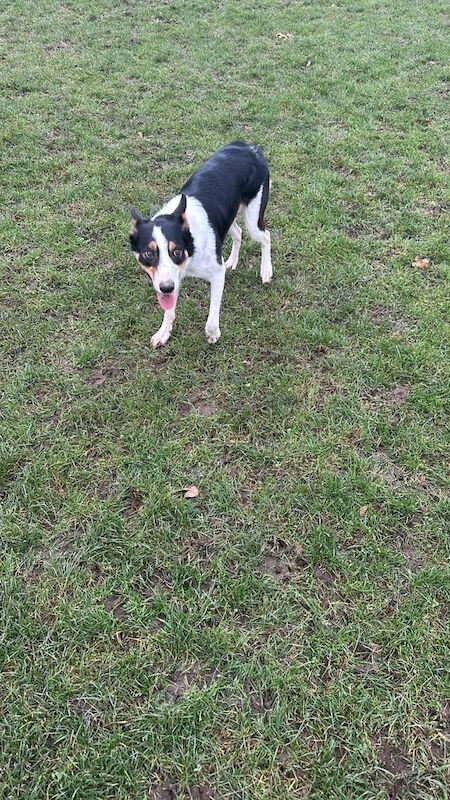 1 year old neutered border collie for sale in London, City of London, Greater London