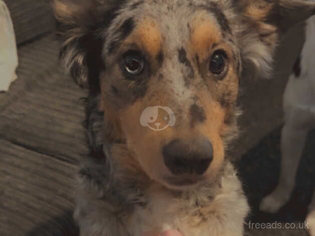 10 border collie pups for sale in Bishop Auckland, County Durham - Image 1