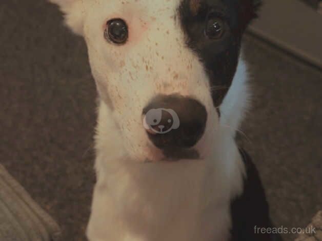 10 border collie pups for sale in Bishop Auckland, County Durham - Image 2