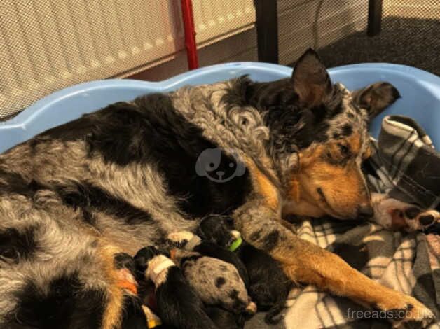 10 border collie pups for sale in Bishop Auckland, County Durham - Image 3