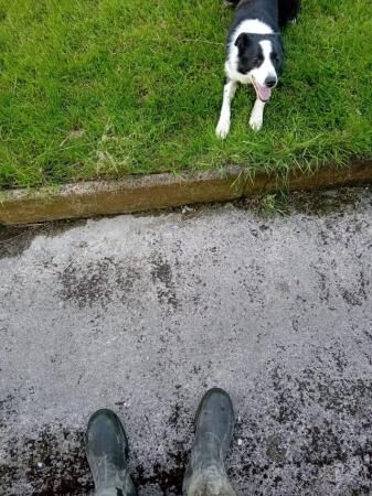 10 month old female border collie for sale in Ruthin/Rhuthun, Denbighshire