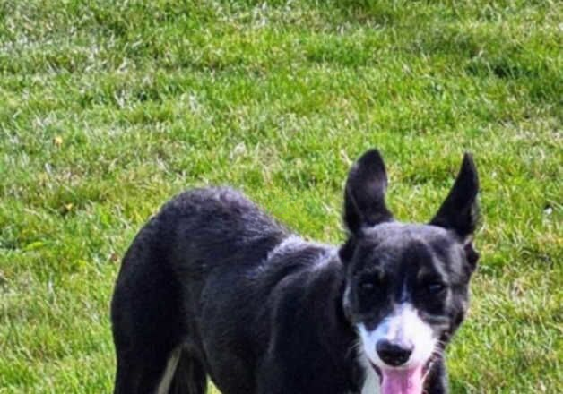 10 month old female collie x kelpie for sale in Holyhead/Caergybi, Isle of Anglesey