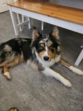 10 month old Tri Colour Blue merle Border Collie for sale in Droitwich, Worcestershire - Image 1