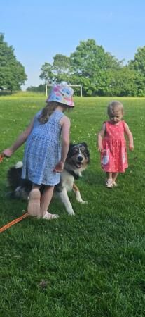 10 month old Tri Colour Blue merle Border Collie for sale in Droitwich, Worcestershire - Image 3