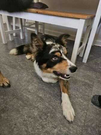 10 month old Tri Colour Blue merle Border Collie for sale in Droitwich, Worcestershire - Image 4