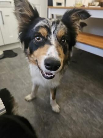 10 month old Tri Colour Blue merle Border Collie for sale in Droitwich, Worcestershire - Image 5