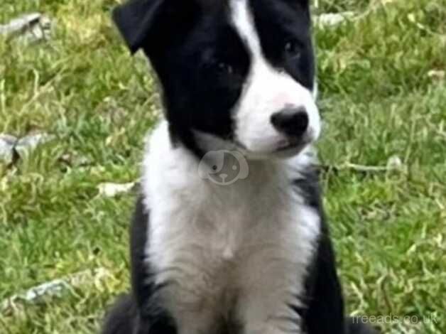 10 week old male pup for sale in Corwen, Denbighshire