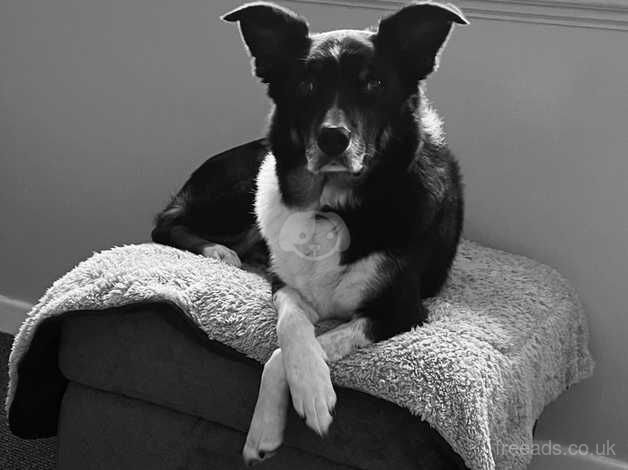 10 year old border collie male for sale in Nottingham, Nottinghamshire