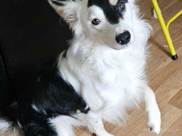 11 month old Border Collie for sale in Torquay, Devon - Image 2