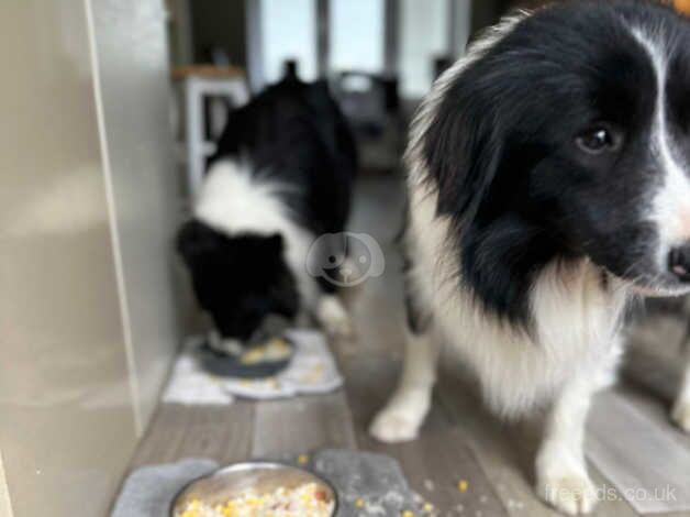 12 month old border collie for sale in Crawley, Oxfordshire