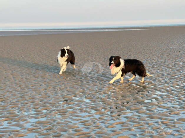 12 month old border collie for sale in Crawley, Oxfordshire - Image 2