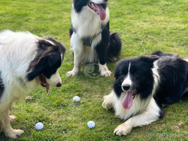 12 month old border collie for sale in Crawley, Oxfordshire - Image 3