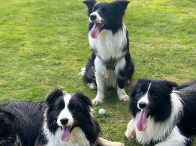 12 month old border collie for sale in Crawley, Oxfordshire - Image 4