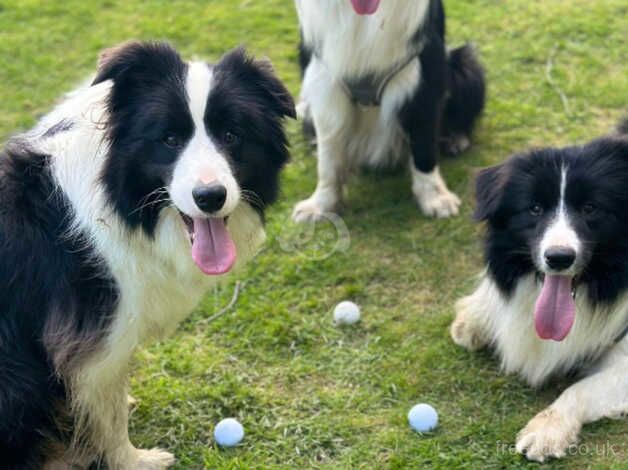 12 month old border collie for sale in Crawley, Oxfordshire - Image 5