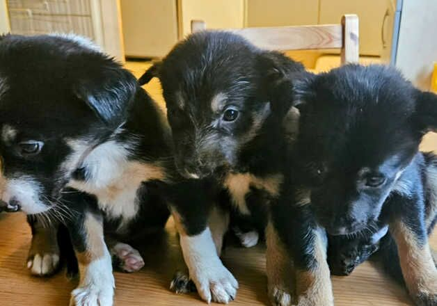 12 week old Collie x Kelpie pup. Ready to go for sale in Holyhead/Caergybi, Isle of Anglesey - Image 2