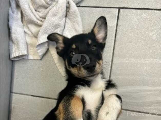 14 week old puppy for sale in Newport, Shropshire - Image 1