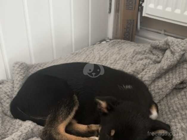 14 week old puppy for sale in Newport, Shropshire - Image 2