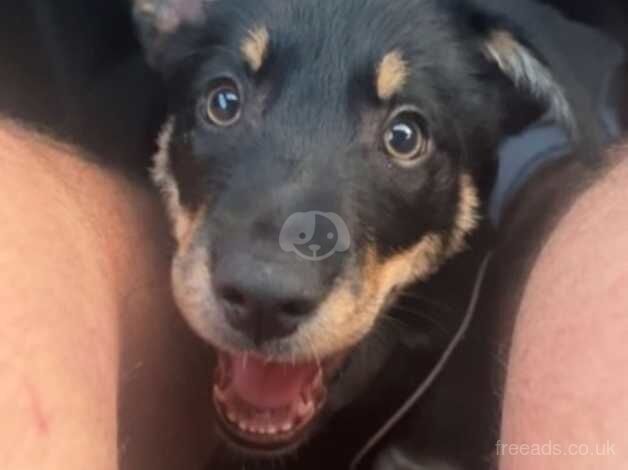 14 week old puppy for sale in Newport, Shropshire - Image 5