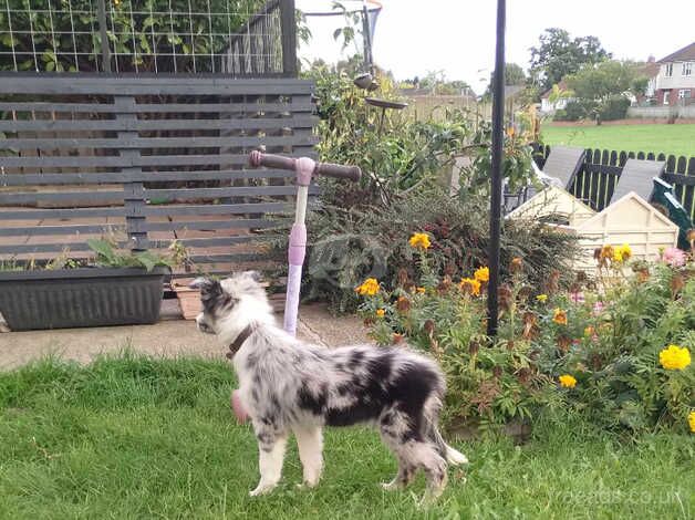 14 weeks old merle collie bitch for sale in Crook, County Durham