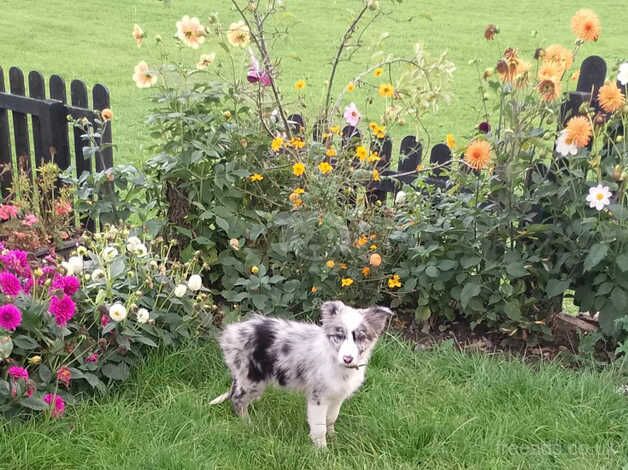 14 weeks old merle collie bitch for sale in Crook, County Durham - Image 2