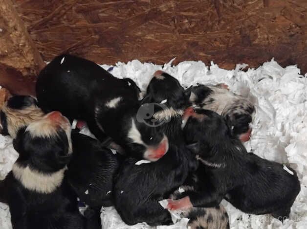 14 weeks old merle collie bitch for sale in Crook, County Durham - Image 3