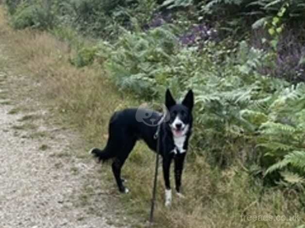 15 month old male border collie looking for an experienced home for sale in Reading, Berkshire