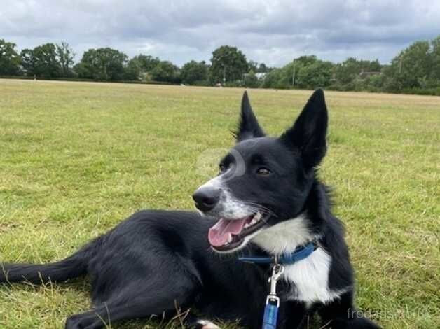 15 month old male border collie looking for an experienced home for sale in Reading, Berkshire - Image 2