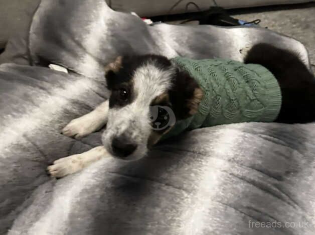 15 week male collie for sale in Inverurie, Aberdeenshire - Image 3