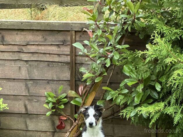 15 week male collie for sale in Inverurie, Aberdeenshire - Image 4