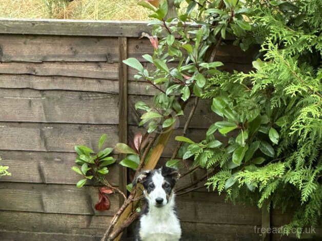 15 week male collie for sale in Inverurie, Aberdeenshire - Image 5