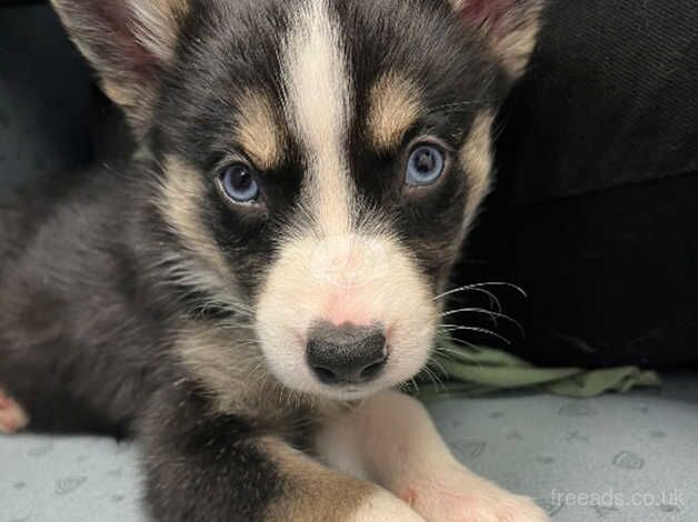 15 week old Borsky puppies for sale in Sheffield, South Yorkshire