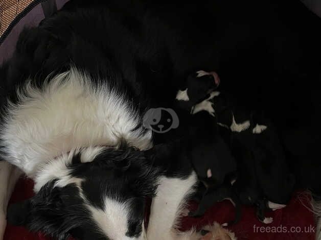 15 week old Borsky puppies for sale in Sheffield, South Yorkshire - Image 4