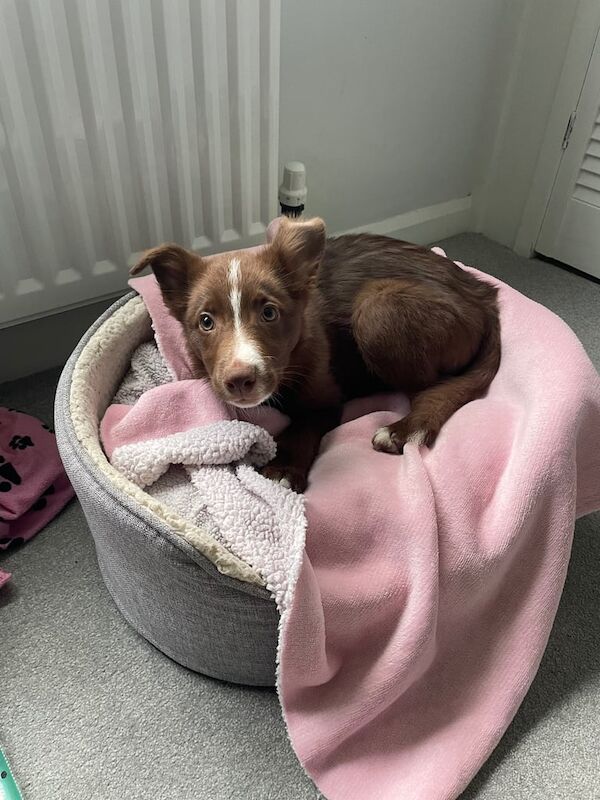 16 week old border collie puppy (toilet trained and crate trained) for sale in Antrim, Antrim - Image 3