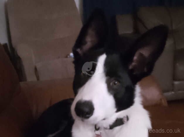 17 week old border collie female for sale in Leicester, Leicestershire