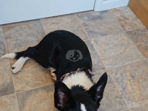 17 week old border collie female for sale in Leicester, Leicestershire - Image 2