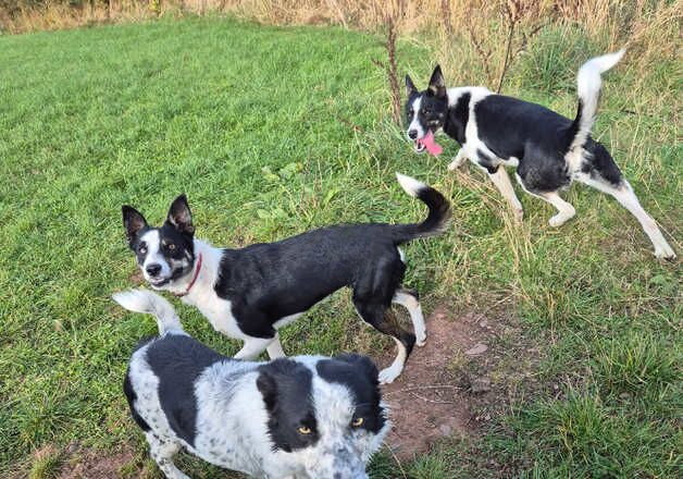 18 month Collie Female for sale in Duns, Scottish Borders - Image 2