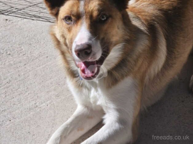 18-Month-Old Welsh Sheepdog seeking for sale/rehome for sale in Rhyl, Denbighshire