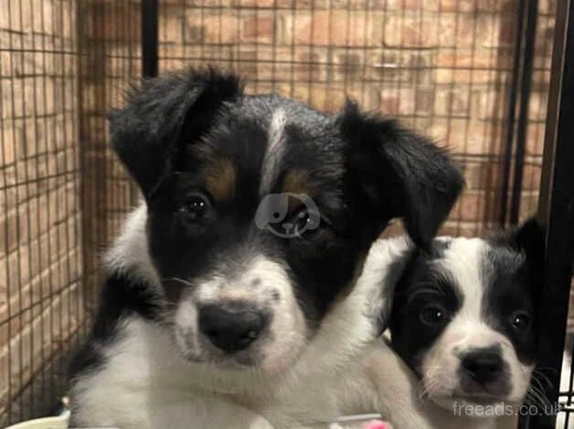 2 beautiful border collie puppies for sale in Southampton, Hampshire - Image 1