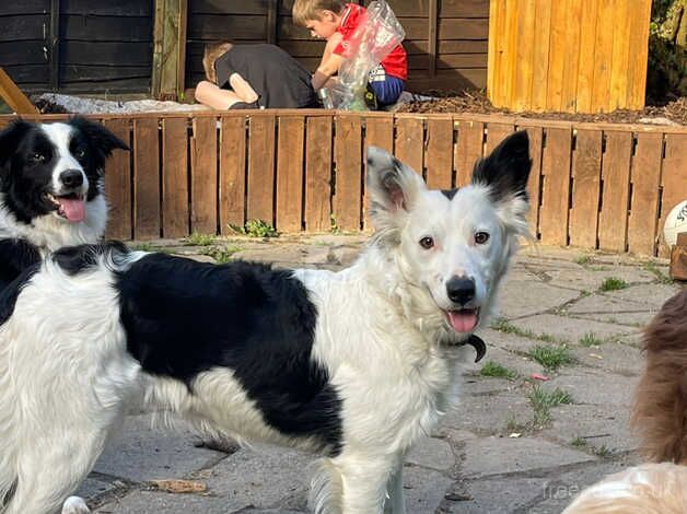 2 beautiful border collie puppies for sale in Southampton, Hampshire - Image 2