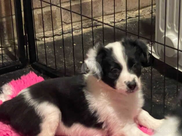 2 beautiful border collie puppies for sale in Southampton, Hampshire - Image 3